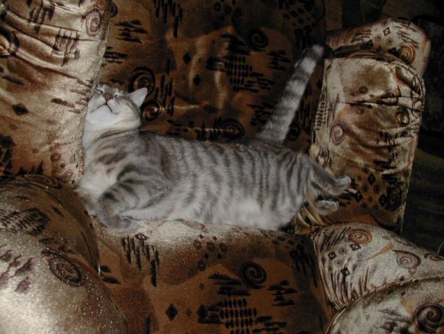 Котовторник  28.08.12