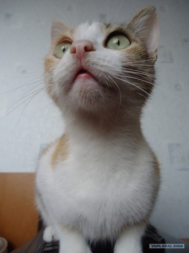Котовторник 29.01.2013