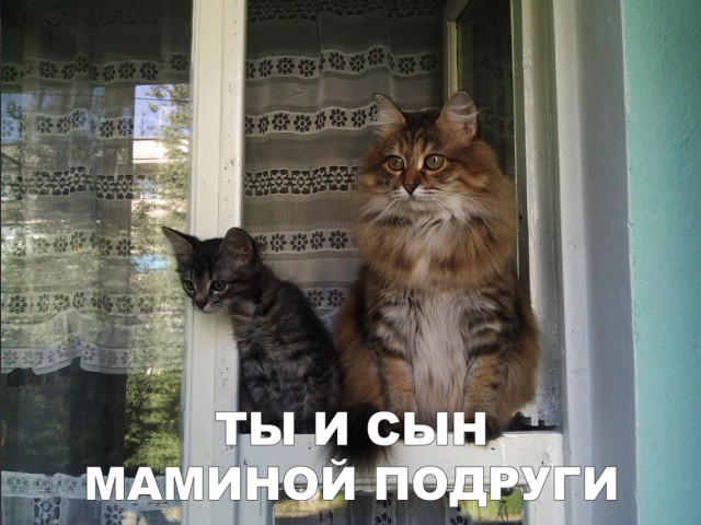 Забавные фото котеек