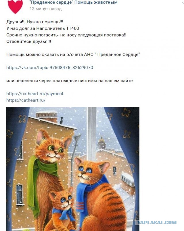 Помогите вернуть кота! Приют "Преданное сердце" украл кота и не отдает!-2