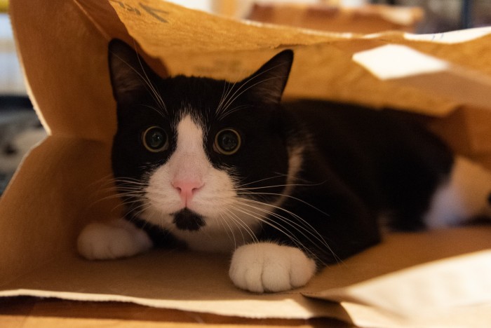 Отданные даром. К котовторнику