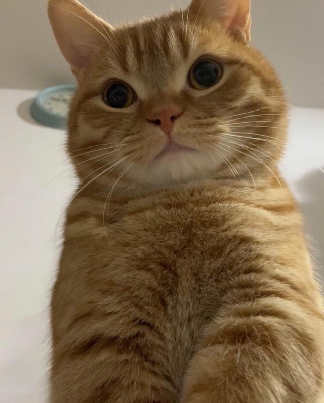 Коты из сети