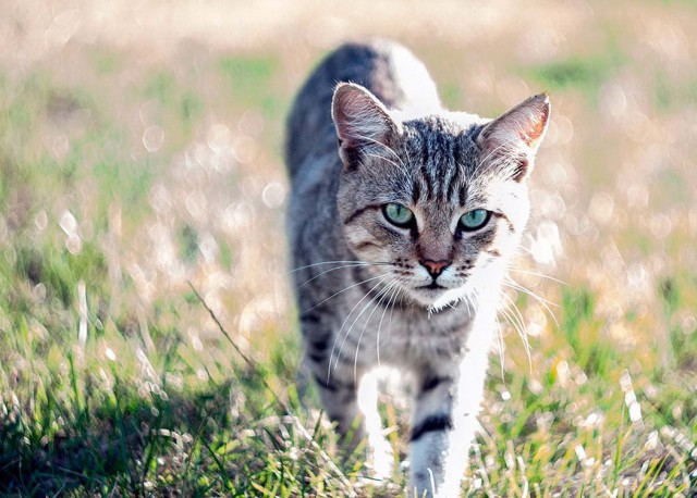 Котофеев пост