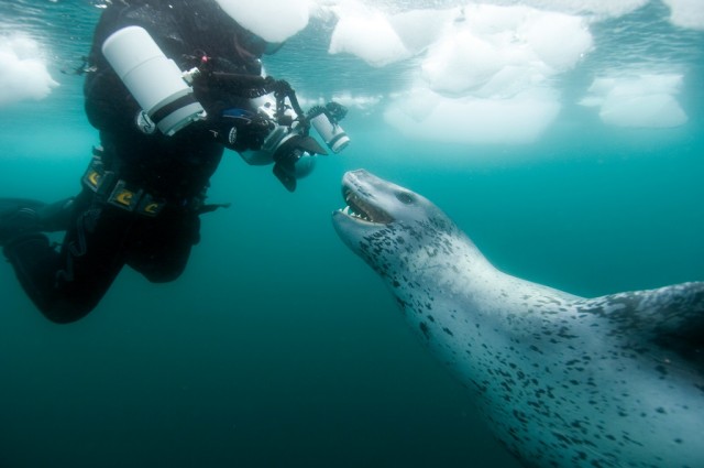 Морской леопард: Царь Антарктиды, построивший свою власть на крови пингвинов