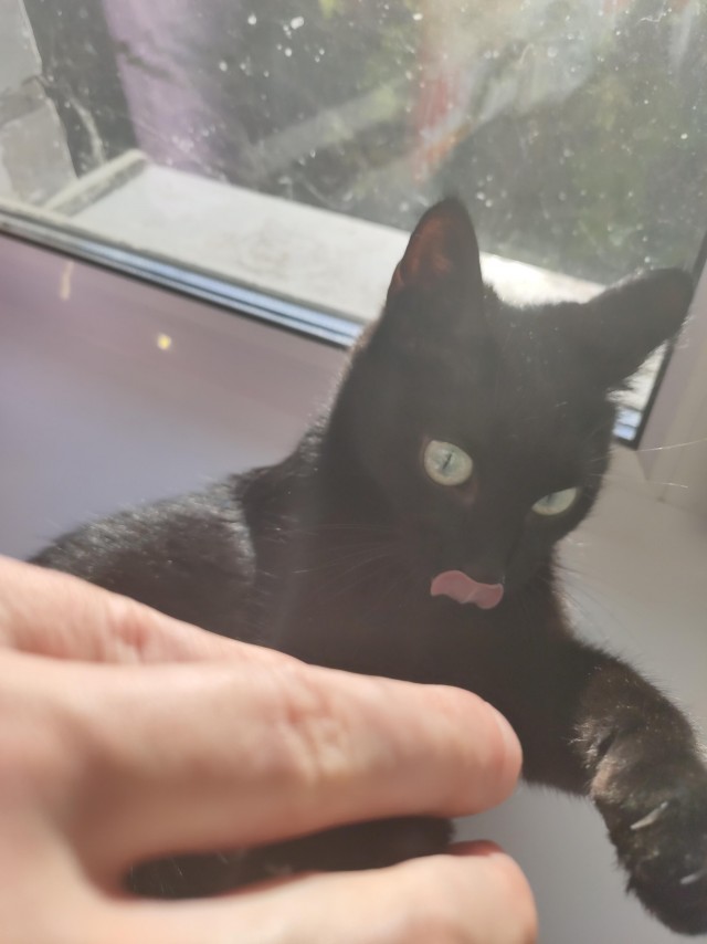 Ну, с котовторником!