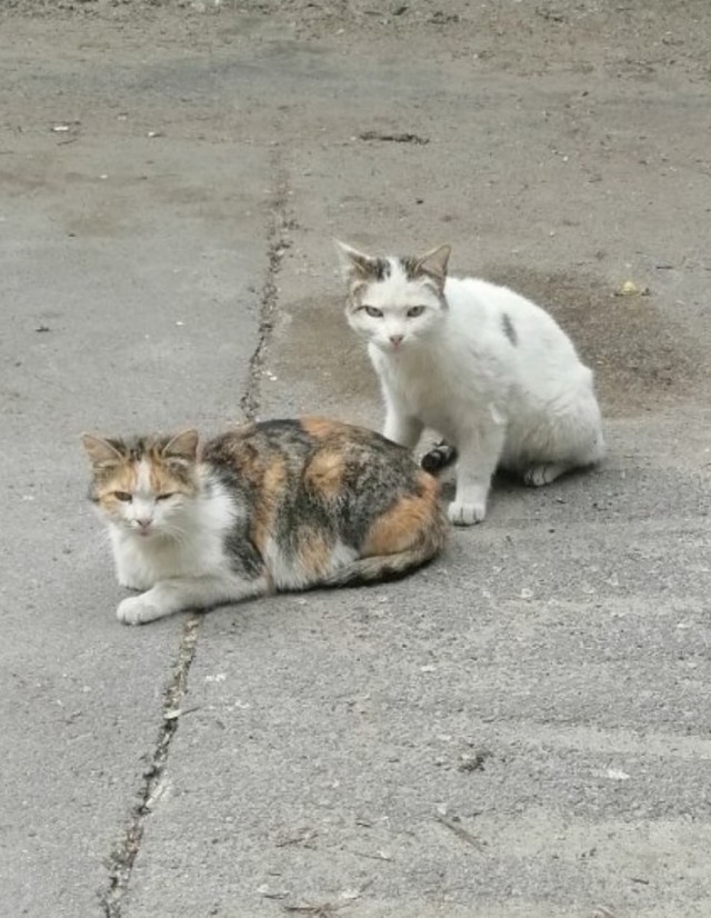 Эти забавные животные