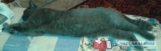 Котовторник 14.07.2020