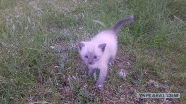 Помогите определить породу кота