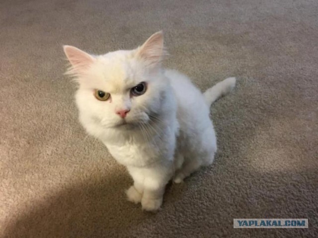 Котовторник?! Коты во вторник!