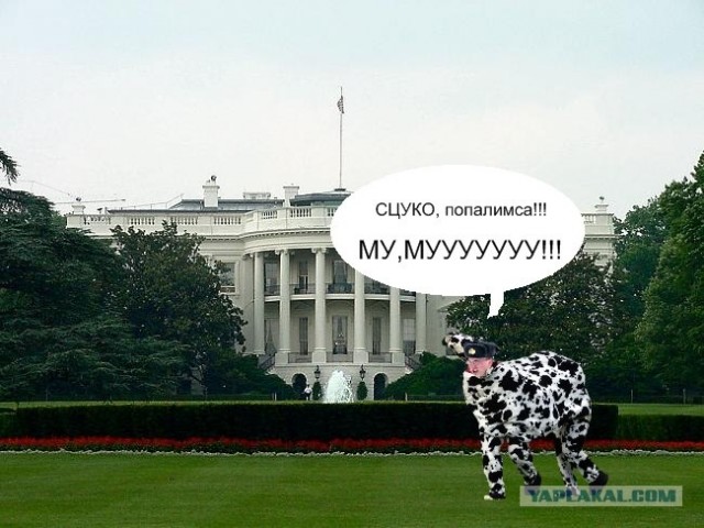 Битва фотожаберов (команда №3), Армия будущего