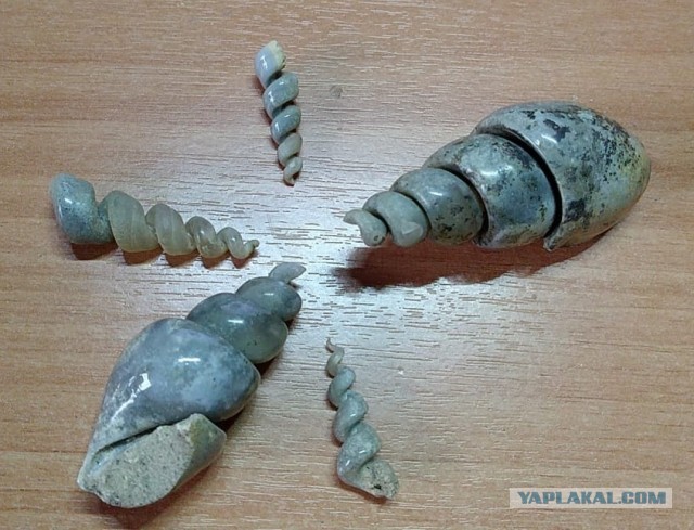 Кто живёт в ракушках, которые хранятся в серванте у каждого?