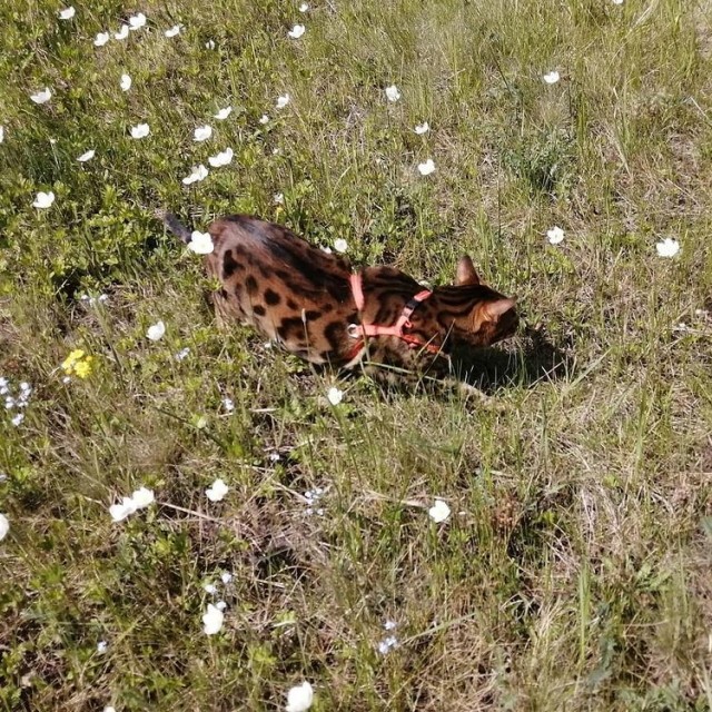 Моя красотка