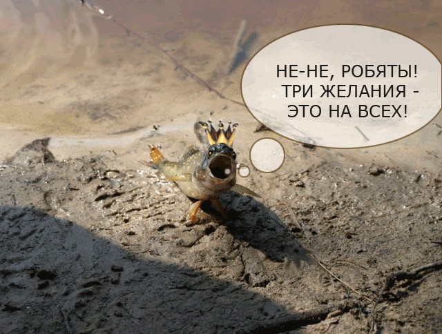 Фотожаба: "Чо?"
