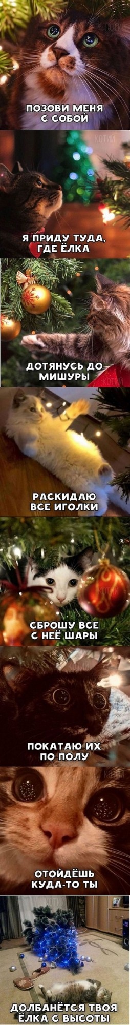 Коты они такие