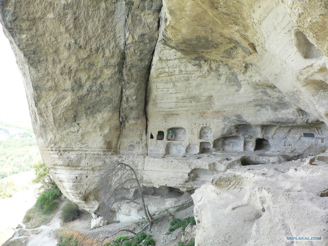 Найдена родня Славика (Летуна)