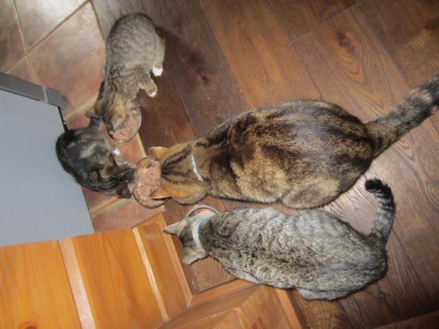 Котята изучают законы физики на практике