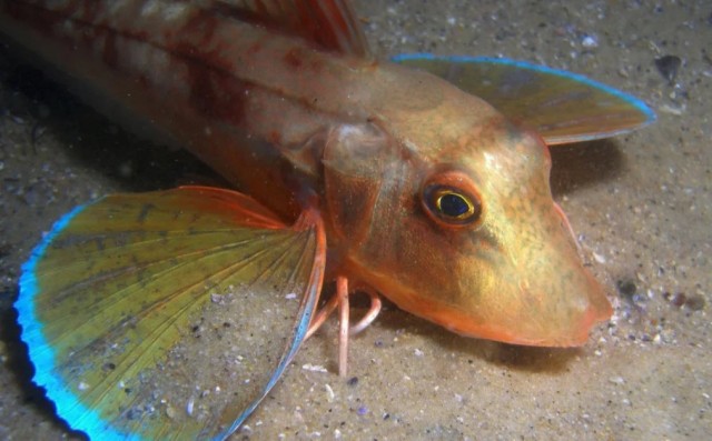 Тригла: Орущая рыба с «ногами краба». Прикольный монстр из Чёрного моря