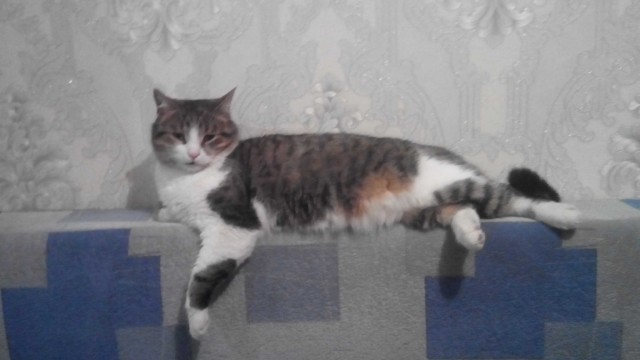 9 килограмм милоты