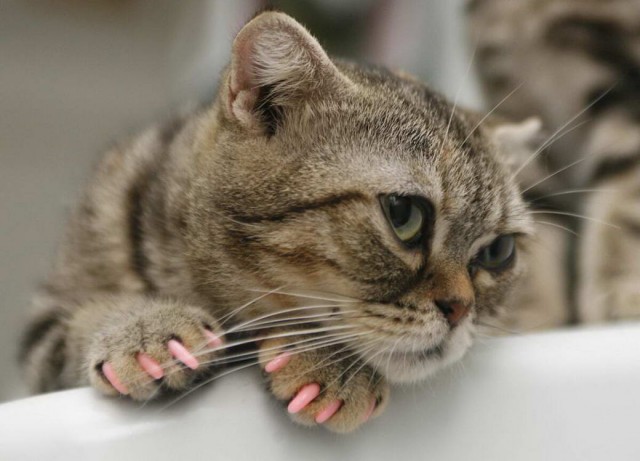 Разные котики