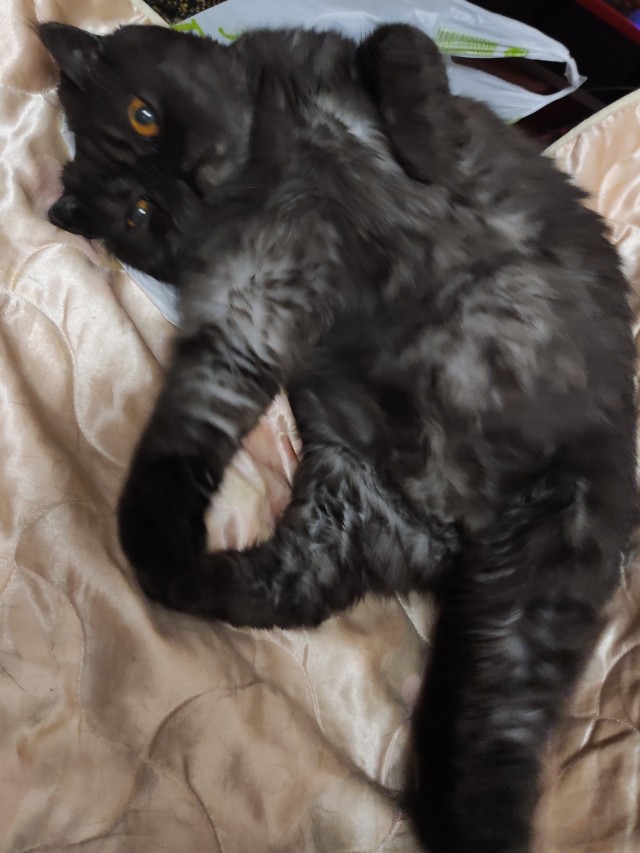 Котовторник 14.09.2021