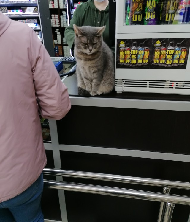 Магазинные кошки, выглядящие так, будто они и есть хозяева