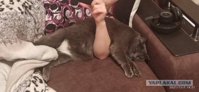 К котовторнику