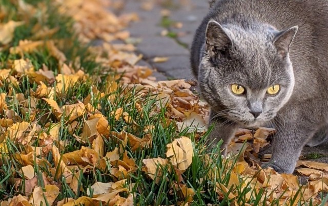 Котовторнику быть