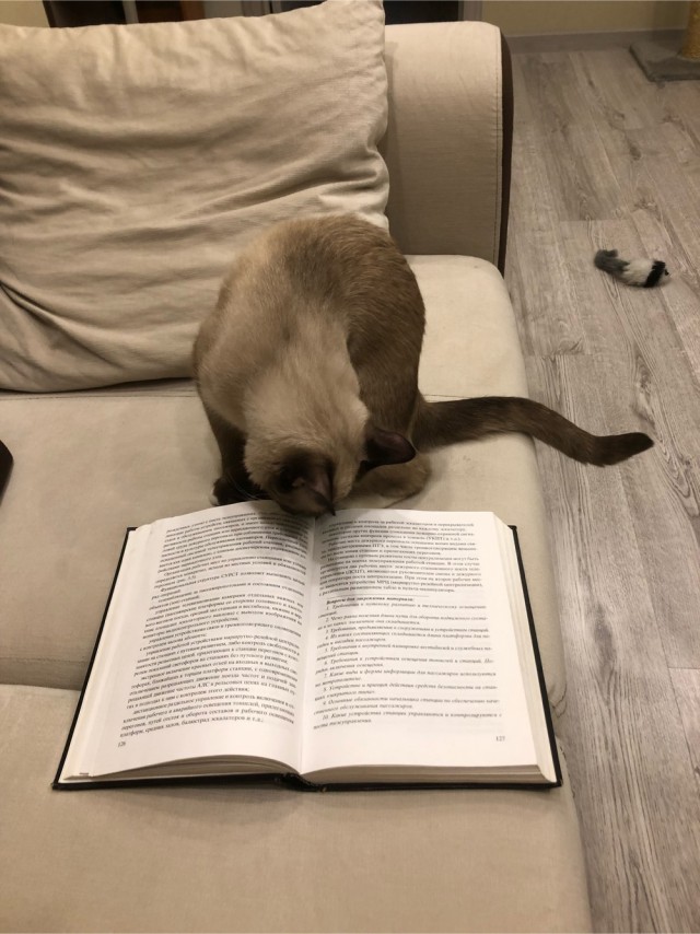 Котовторник. Картинки и буквы 08.02.22