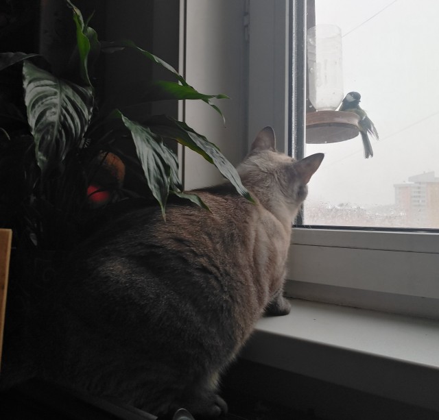 Котовторнику посвящается