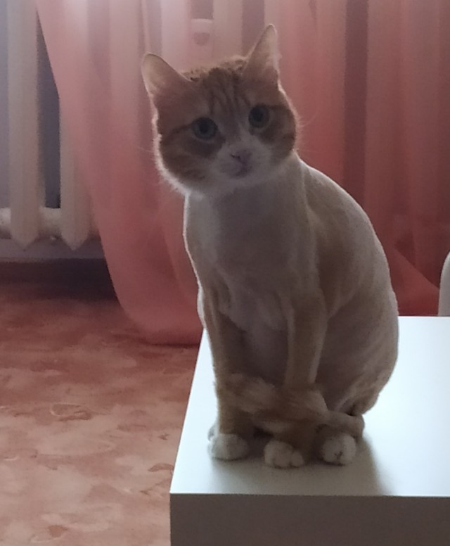 Они для нас - страница в жизни... Котовторник.