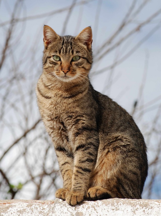 И снова день кошачий!