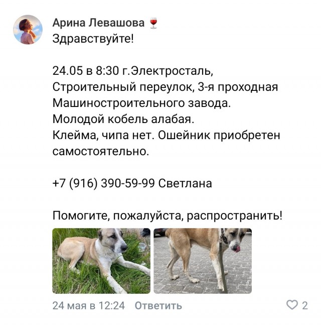 Нашли собаку