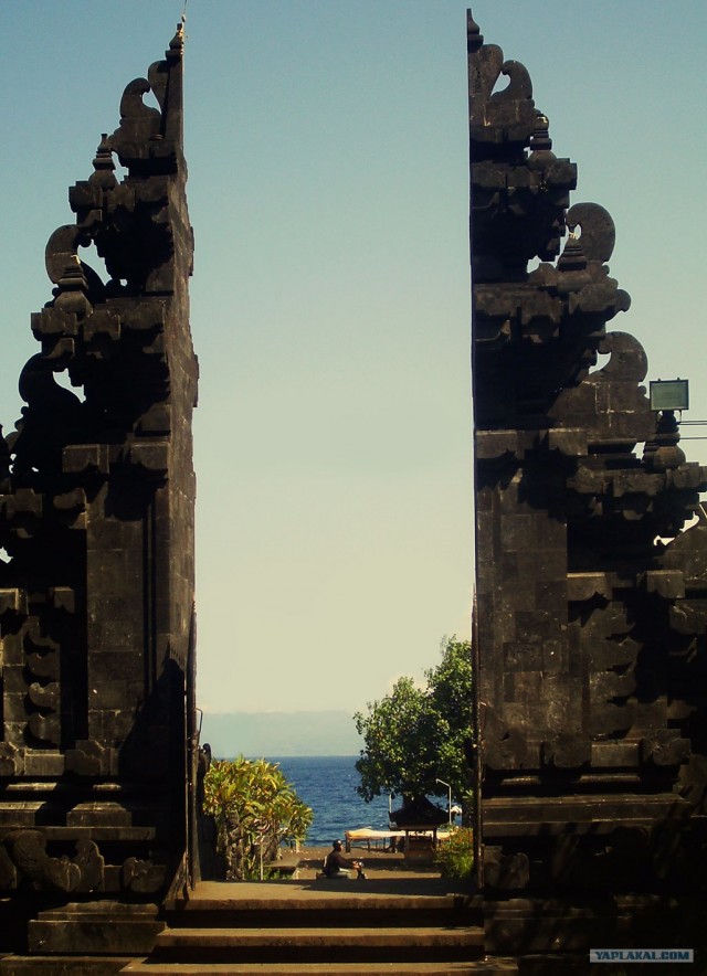 Они живут только 40 лет