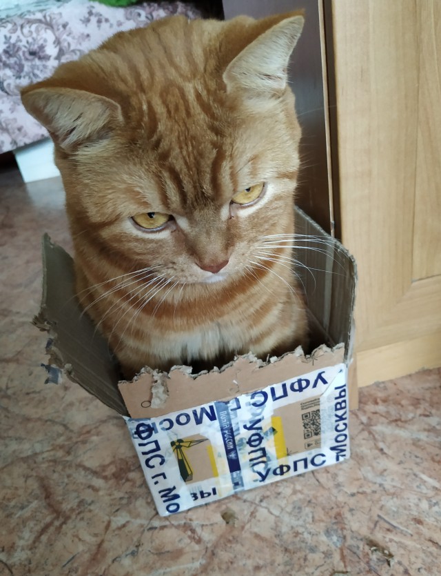 Кот и коробка