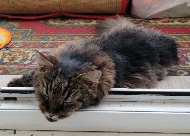 Коты, куда уж без них