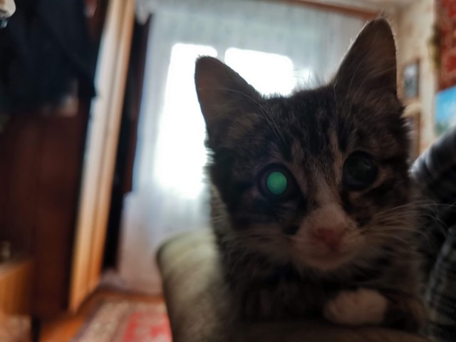 Кот