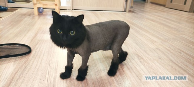 Котовторник прошел, а я не успел