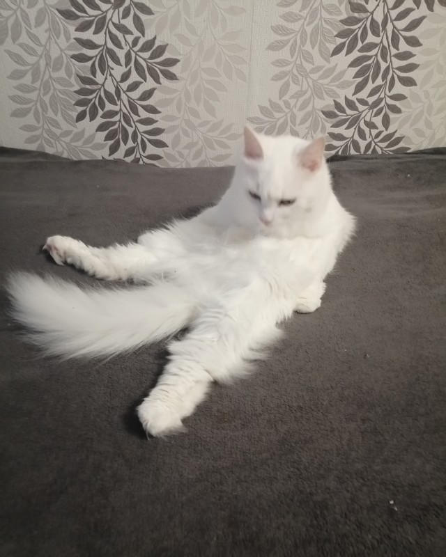 Мой Песдюк