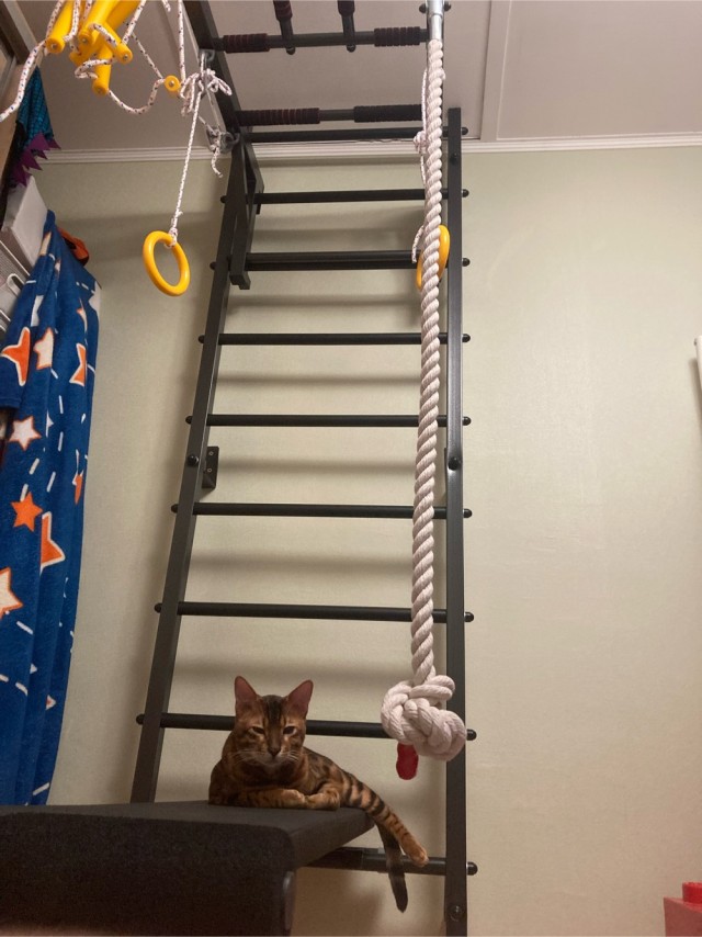 Котейка