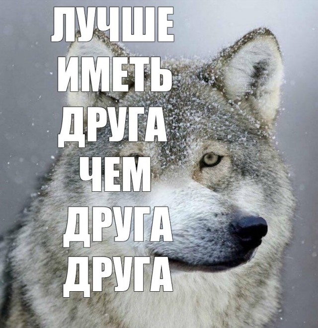 Бесит, когда срёшь на рельсы, показывая дух бунтарства и свободы, а тебе мешают волки