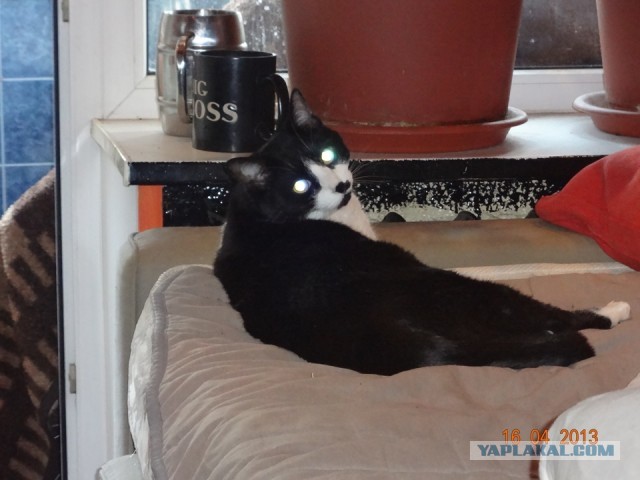 ТАНК против КОТОВ