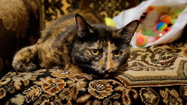 Девочка, которая не бросит