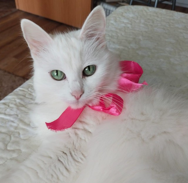 Кошкопортрет