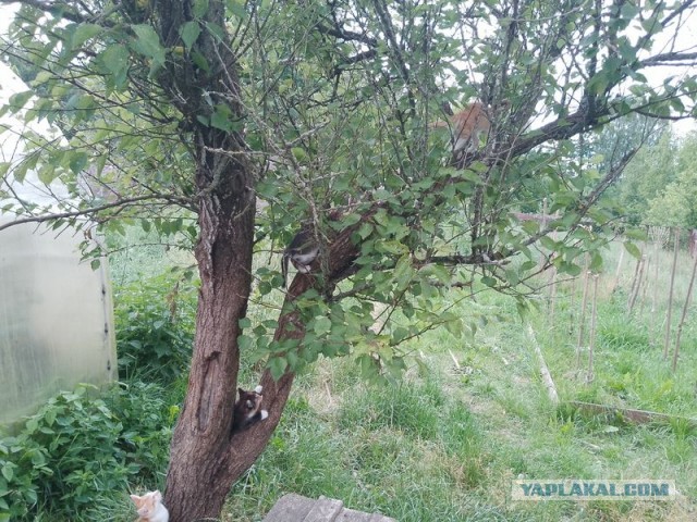 Жизнь домашнего приюта для котеек 500