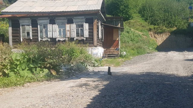 Коты деревенской породы