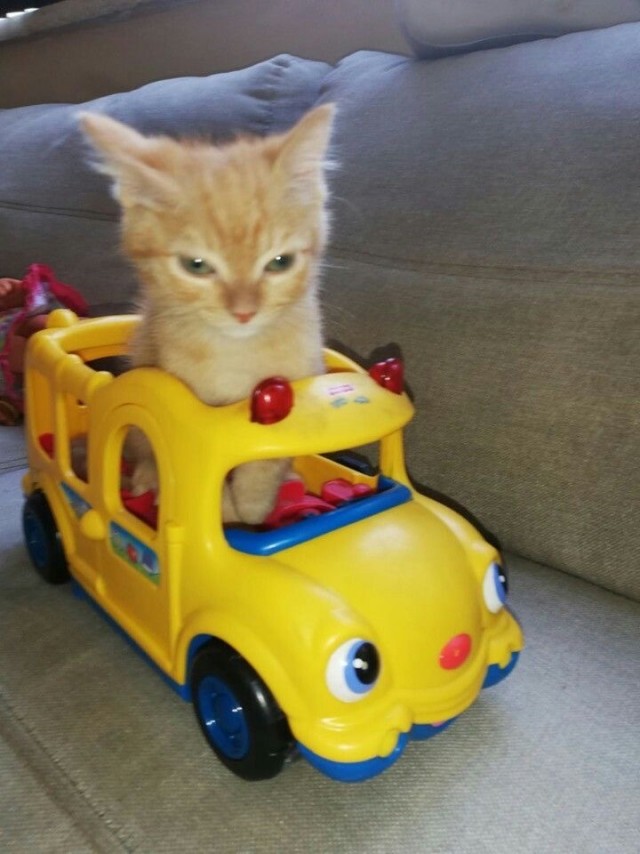 Котовторник в картинках