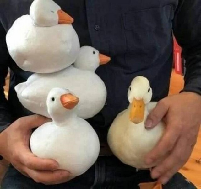 ФотоВинегрет
