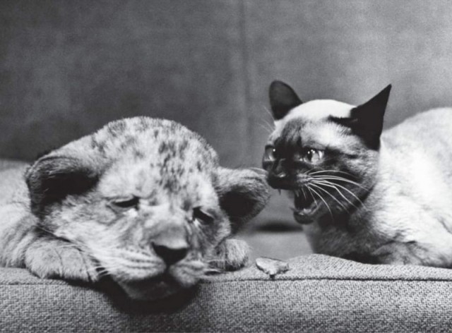 Исторические фото животных от которых становится тепло на душе