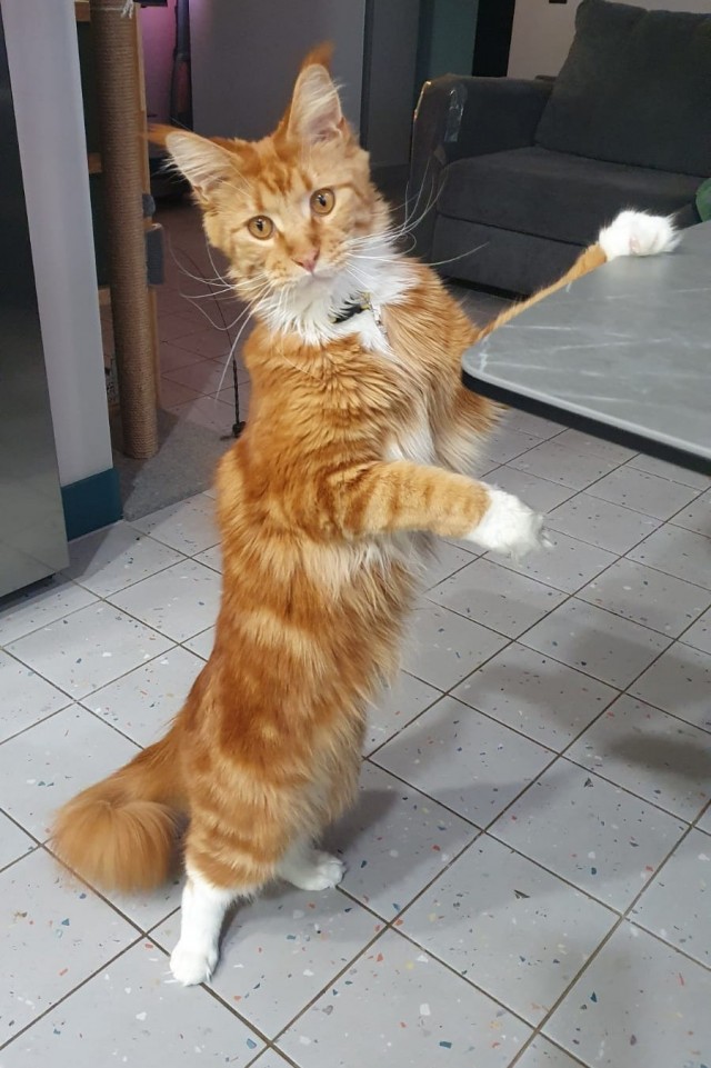 К котовторнику