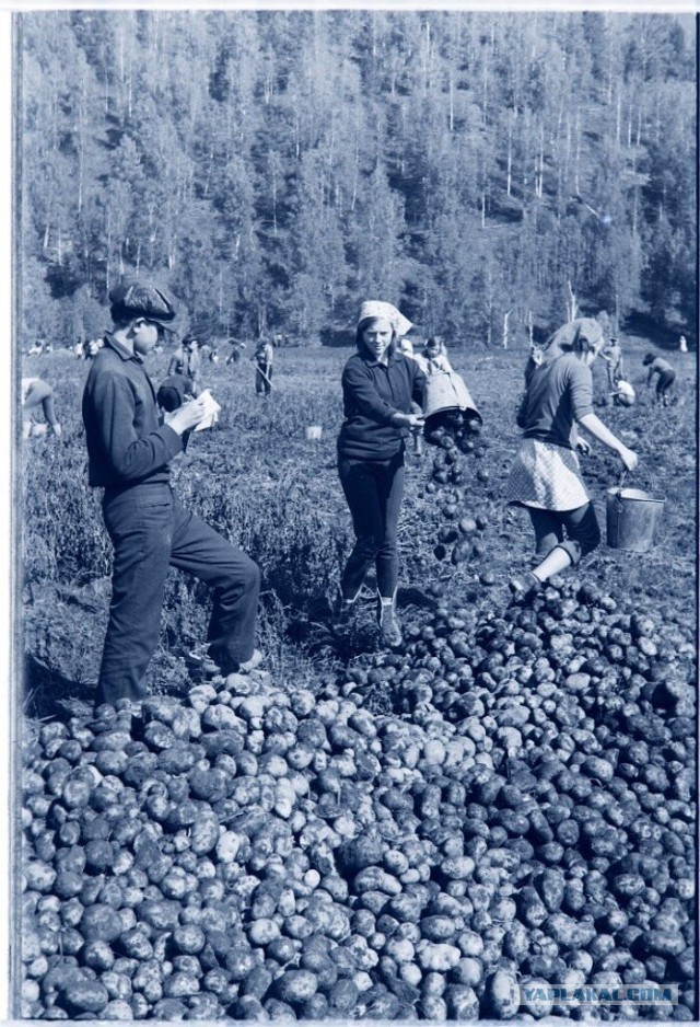 Ностальгия по работящим женщинам